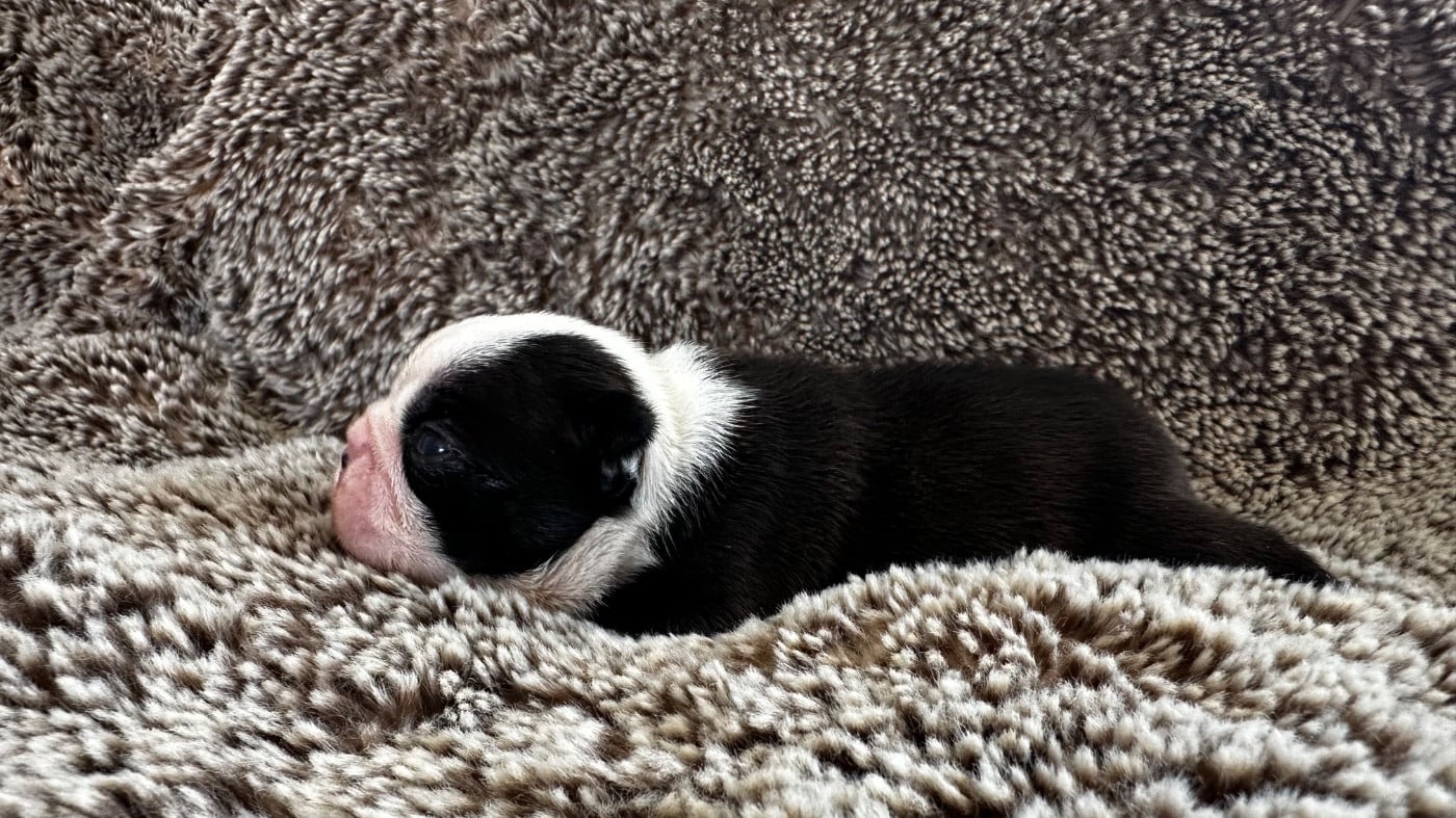 Chiot N°4