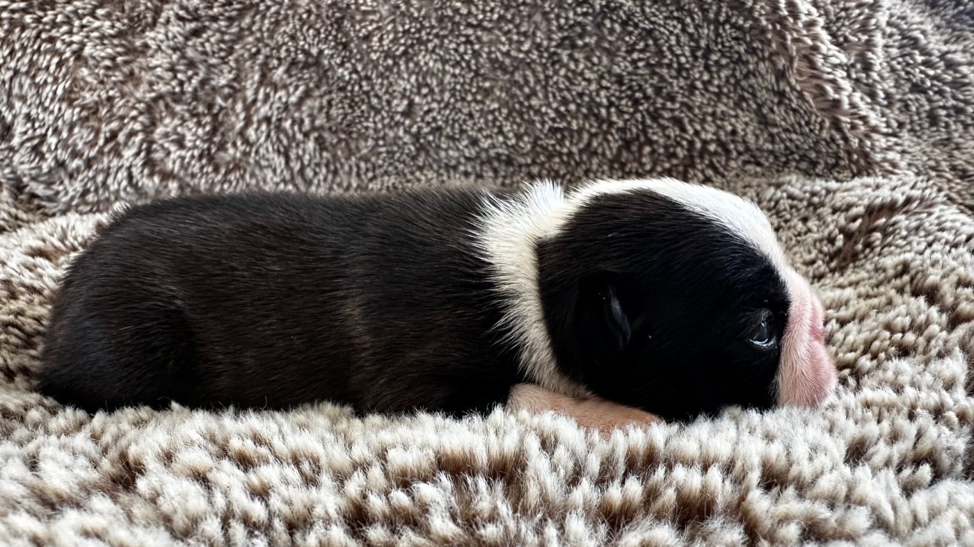 Chiot N°4