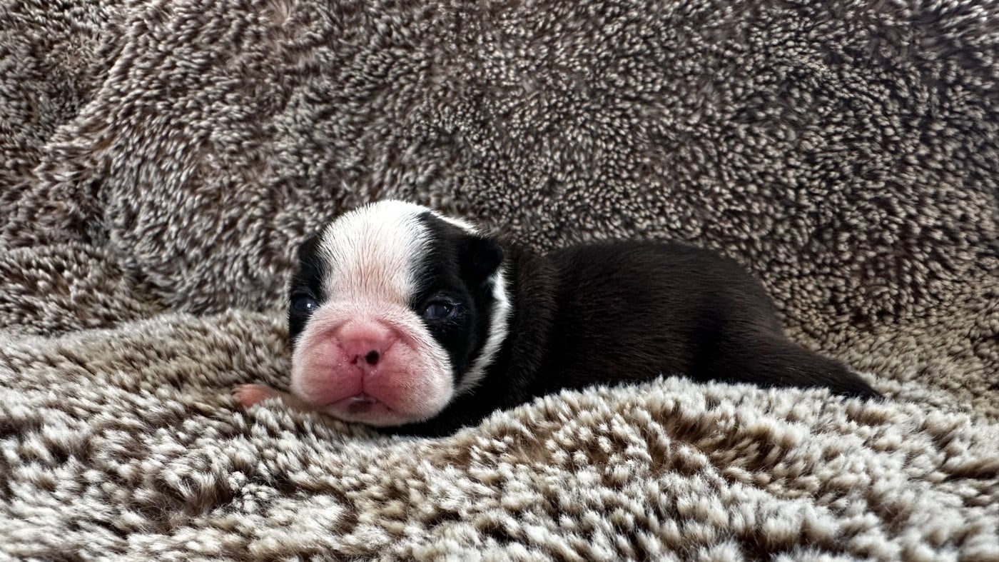 Chiot N°4