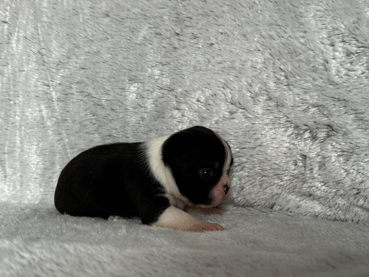 Chiot N°2