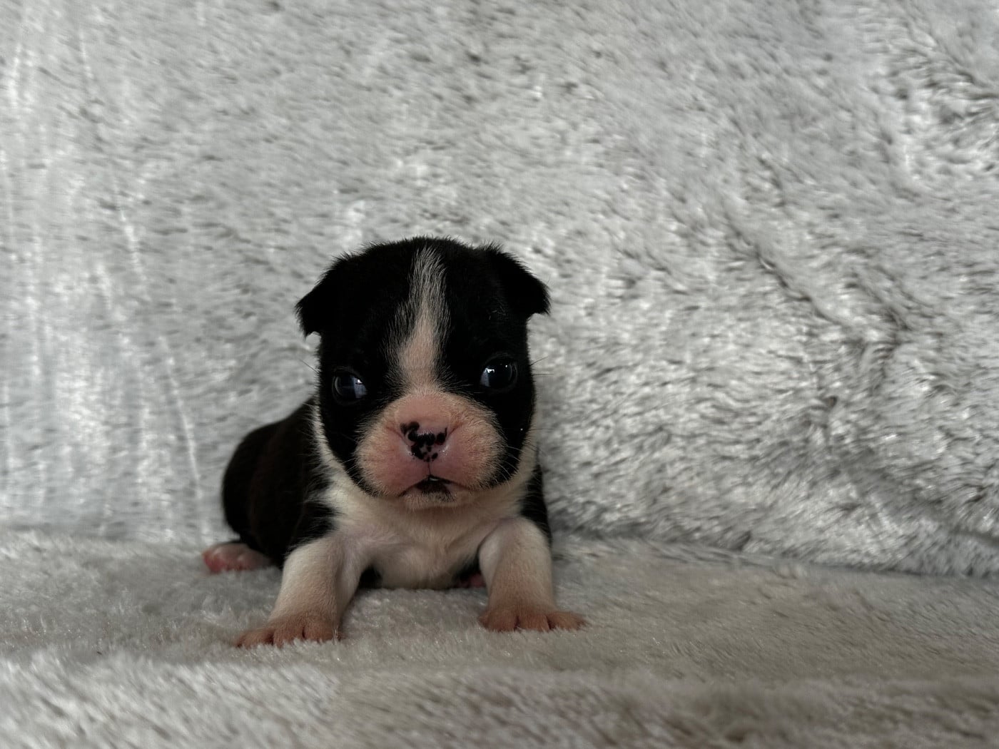 Chiot N°2