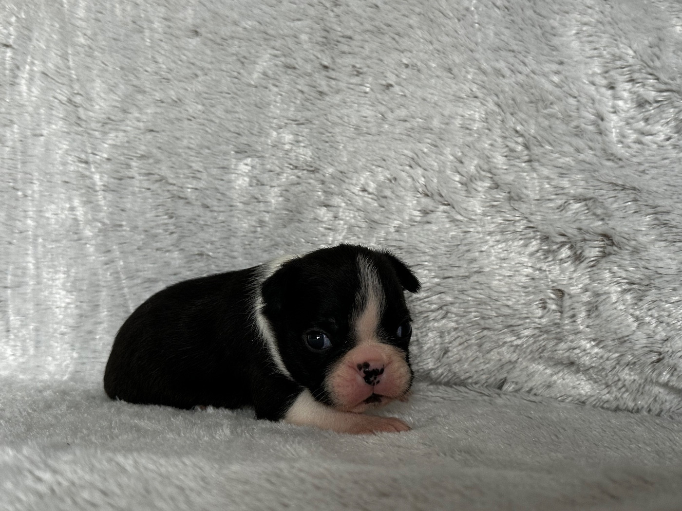 Chiot N°2