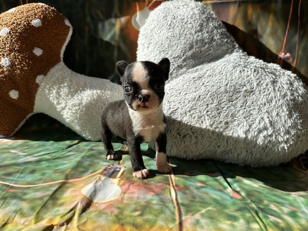 Boston Terrier - Chan Chue