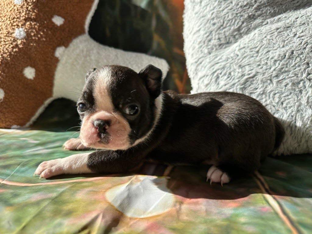 Boston Terrier - Chan Chue