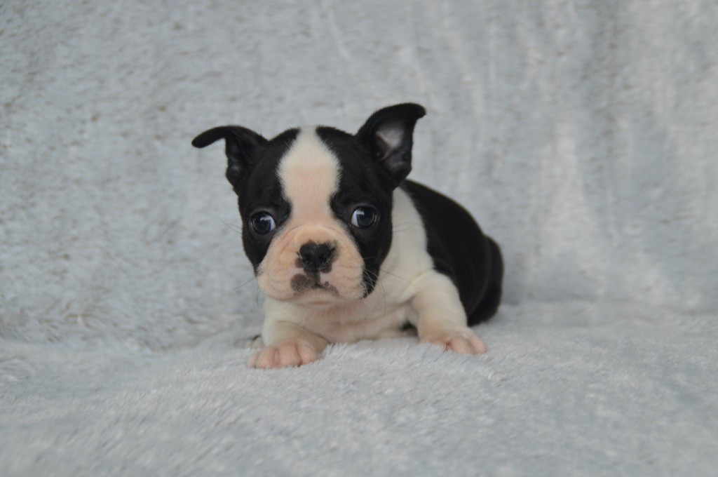Chan Chue - Chiot disponible  - Boston Terrier