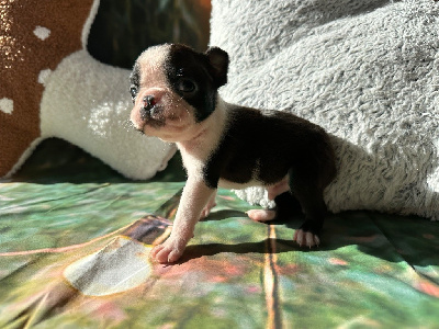 Les chiots de Boston Terrier