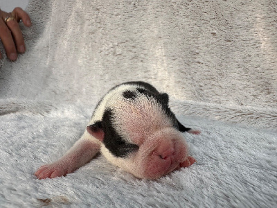 Les chiots de Boston Terrier