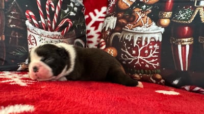 Les chiots de Boston Terrier