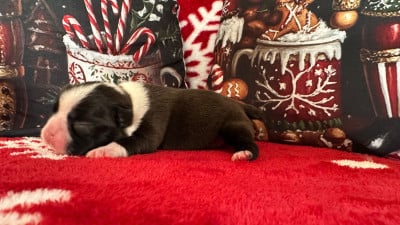 Les chiots de Boston Terrier