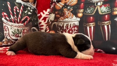 Les chiots de Boston Terrier