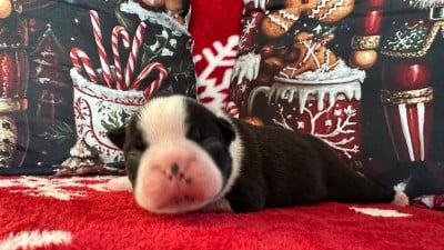 Les chiots de Boston Terrier