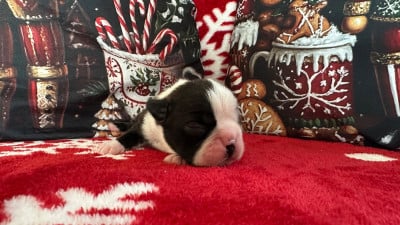 Les chiots de Boston Terrier