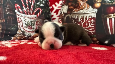 Les chiots de Boston Terrier