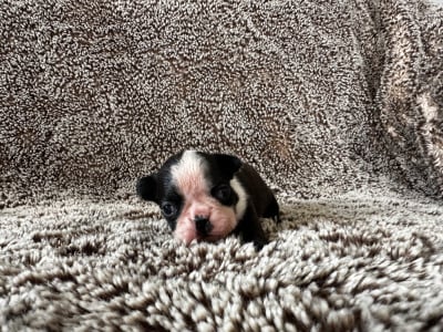 Les chiots de Boston Terrier