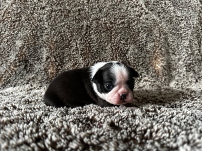 Les chiots de Boston Terrier