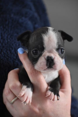 Les chiots de Boston Terrier