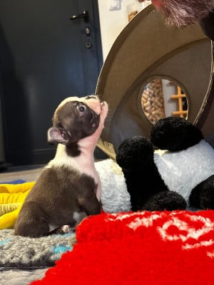 Les chiots de Boston Terrier