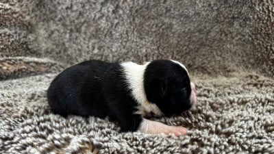 Les chiots de Boston Terrier