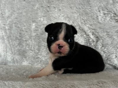 Les chiots de Boston Terrier