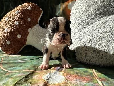 Les chiots de Boston Terrier