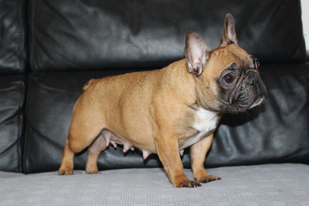 Publication : Du Jardin Des Guess