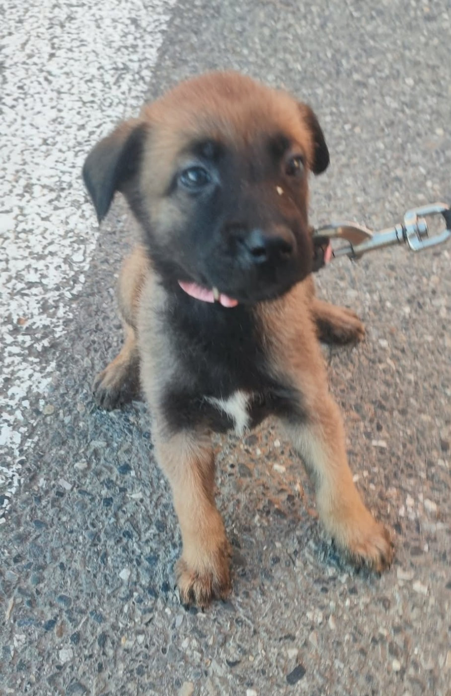 CHIOT 3 - Berger Belge