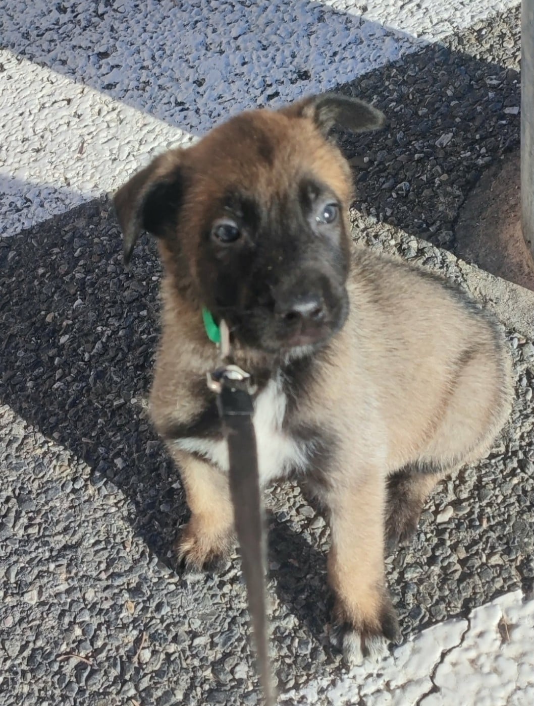 CHIOT 4 - Berger Belge