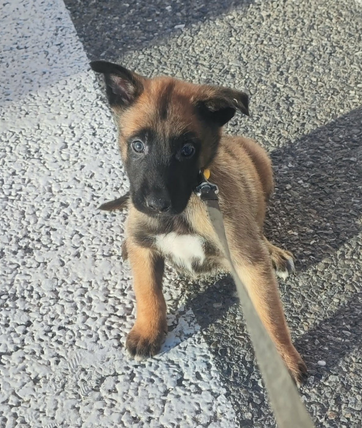 CHIOT 6 - Berger Belge