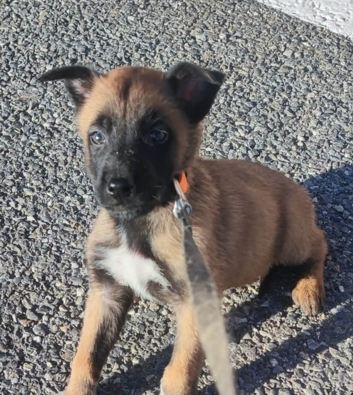 CHIOT 8 - Berger Belge