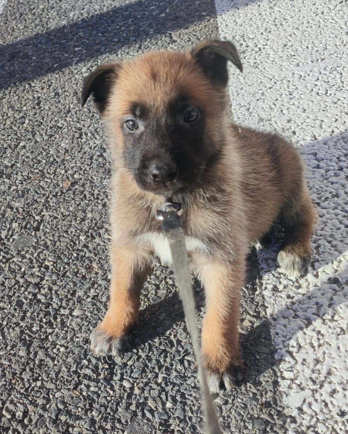 CHIOT 9 - Berger Belge