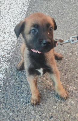 CHIOT 3 - Berger Belge