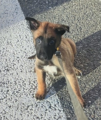 CHIOT 6 - Berger Belge