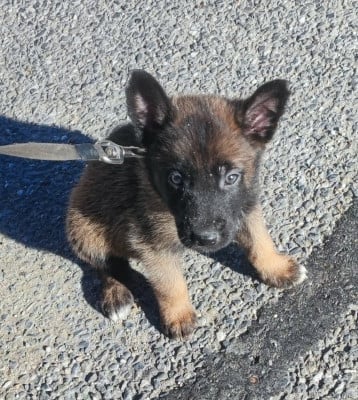 CHIOT 5 - Berger Belge