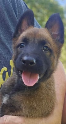 Les chiots de Berger Belge