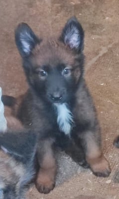Les chiots de Berger Belge