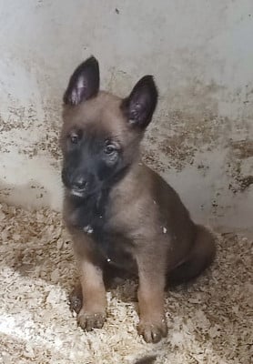 Les chiots de Berger Belge