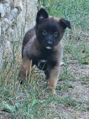 Les chiots de Berger Belge