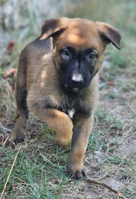 Les chiots de Berger Belge