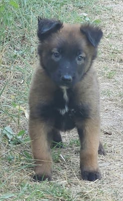 Les chiots de Berger Belge