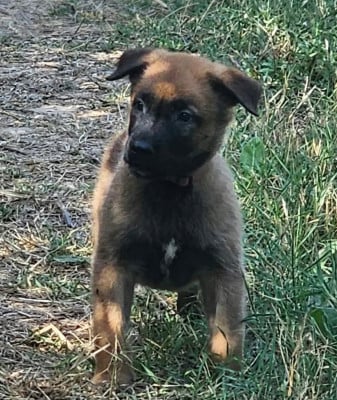 Les chiots de Berger Belge