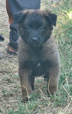 Les chiots de Berger Belge