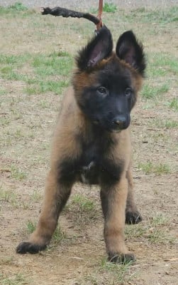 Les chiots de Berger Belge