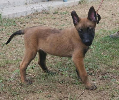 Les chiots de Berger Belge