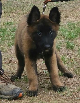 Les chiots de Berger Belge