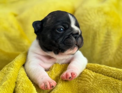 Bouledogue français