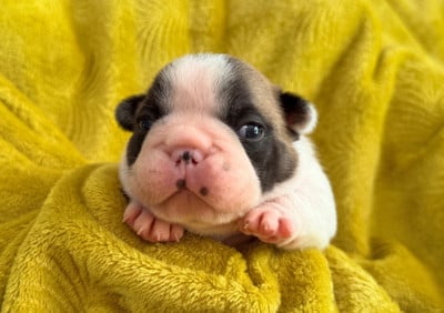 Male 2 - Bouledogue français