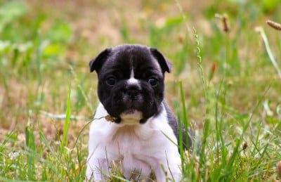 Les chiots de Bouledogue français