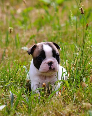 Les chiots de Bouledogue français