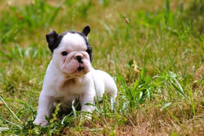 Les chiots de Bouledogue français