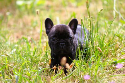 Les chiots de Bouledogue français